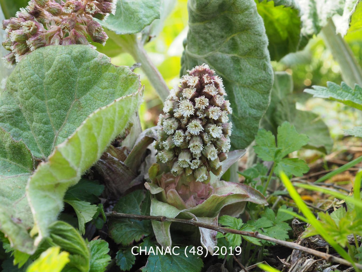 Butterbur